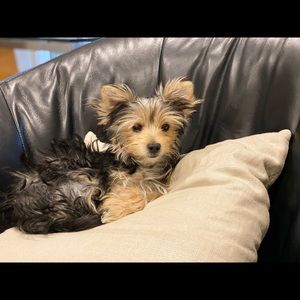 Meet your Posher, Pamela